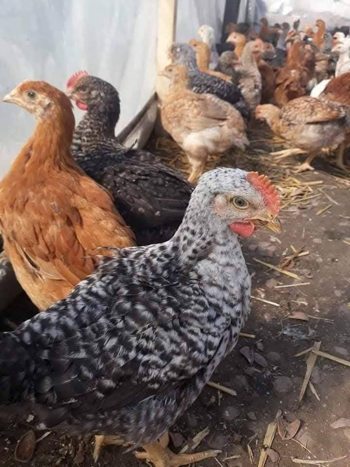 Avem la vânzare pui de carne și rasa mixta