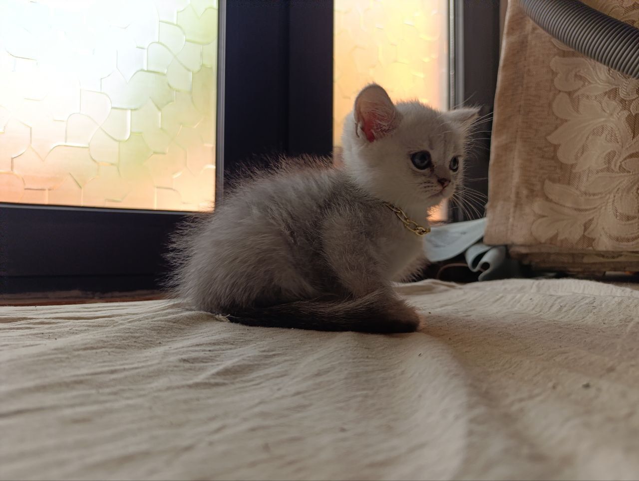 Serebristiy shinshila