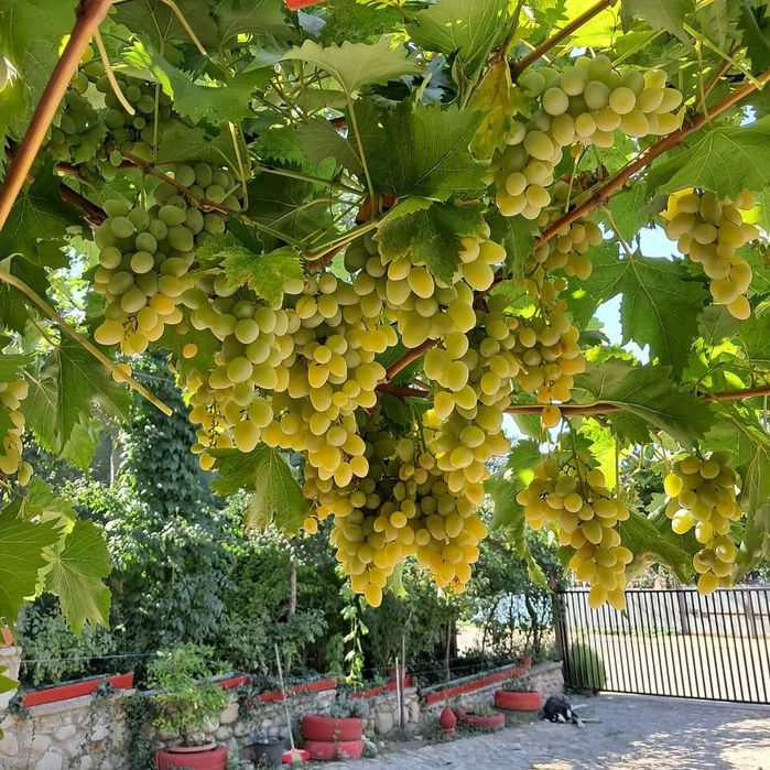 Vita de vie anul 3 soiuri care merg si bolta