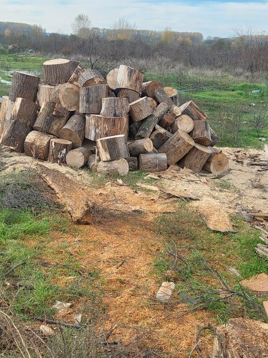 Vind lemne amestecate plop și corcodușe are în jur de 4 tone tote