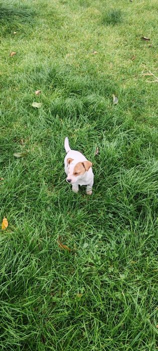 Căței Jack Russel terrier