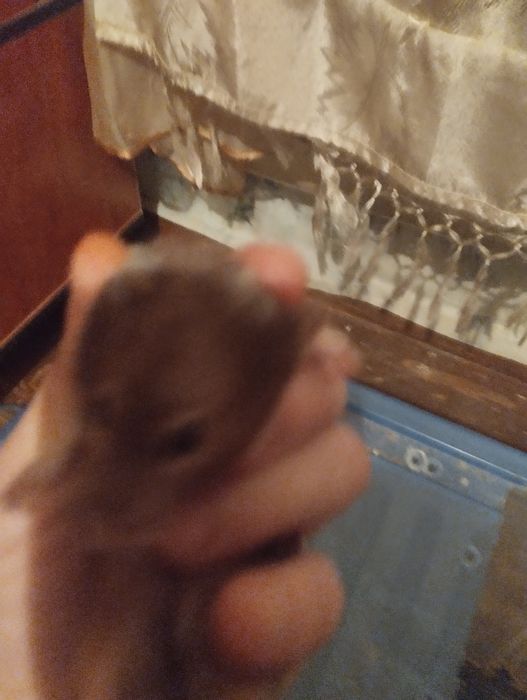 Хомяк сирийский,бесплатно.