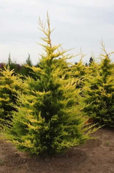 Thuja Smaragd Chiparos leylandii Leylandii auriu Castlevelan Gold