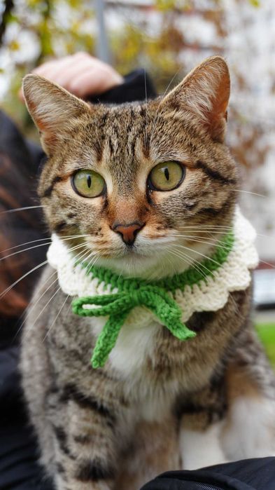 Zgardă pentru pisici