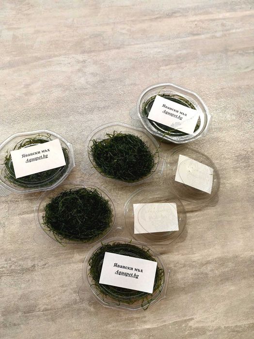 Явански мъх - Java Moss