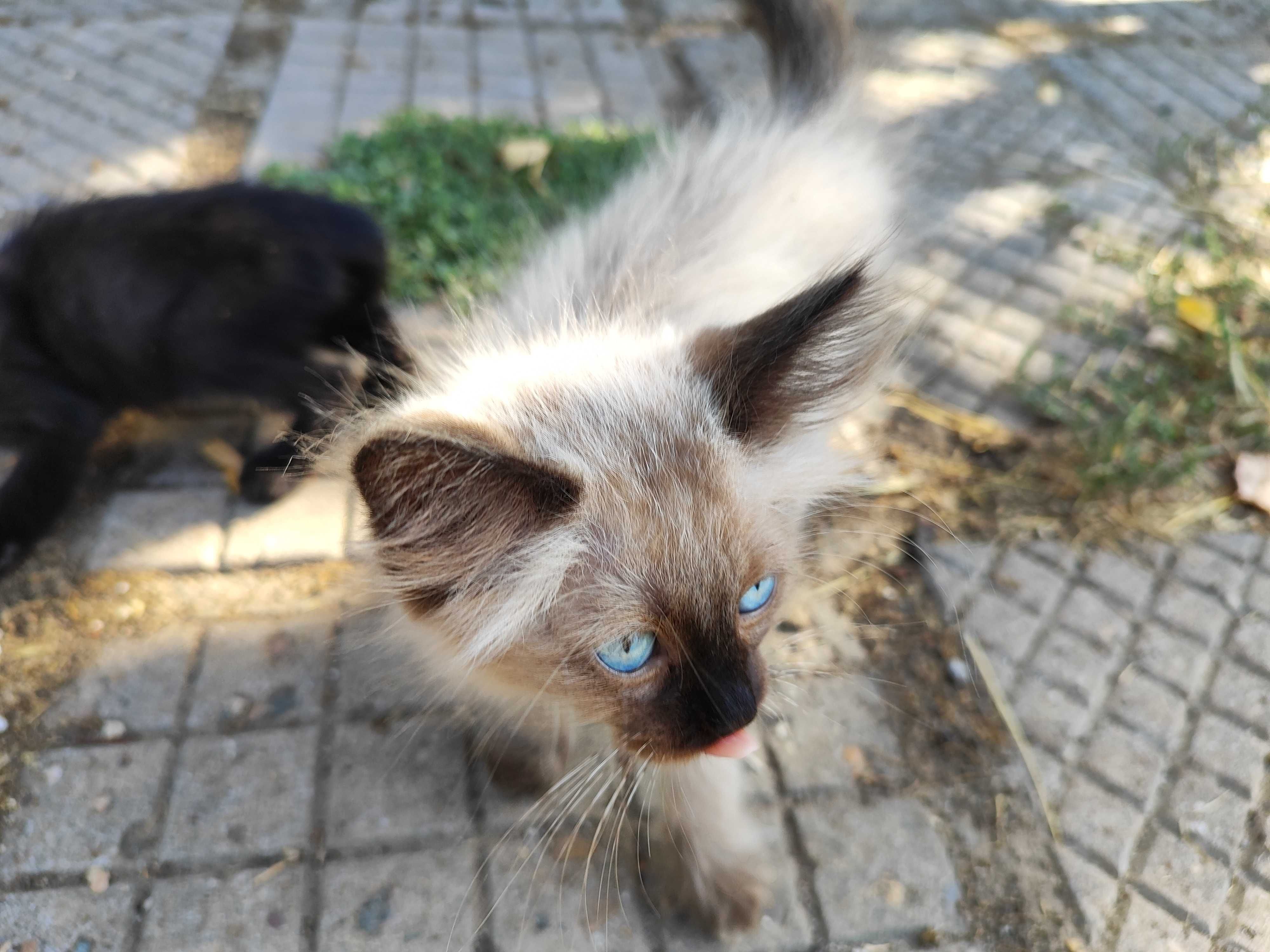 Котенца търсят своя Човек