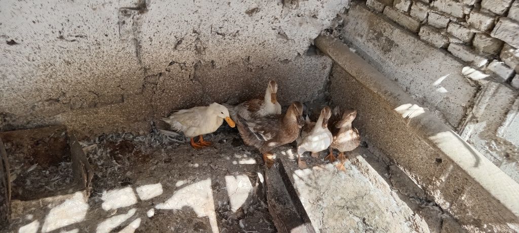 o'rdaklar sotiladi arzon narxda.