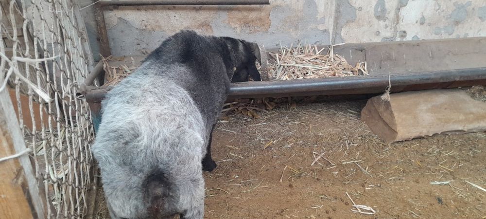 Кучкорлар сотилади галишамиз