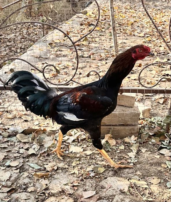 Дакан хуроз сотилади