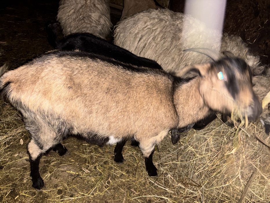 De vanzare !!! Se vand impreuna la pachet