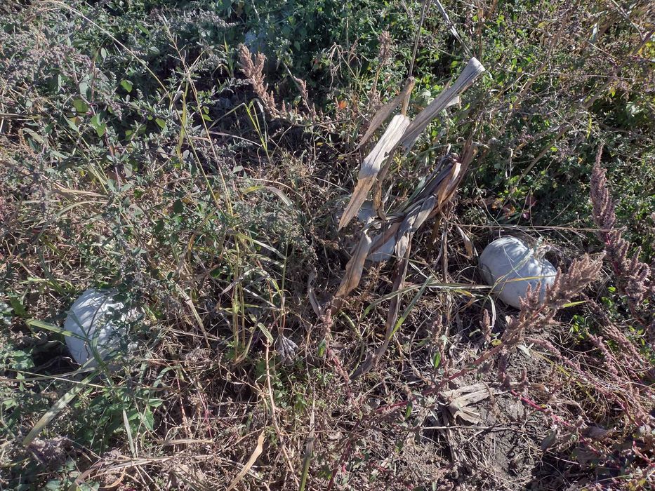 Dovleac alb placintar