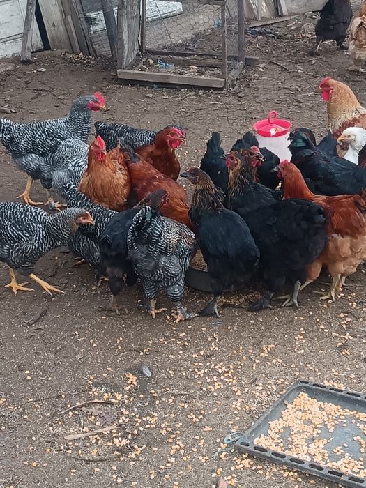 Vând cocoși și curci