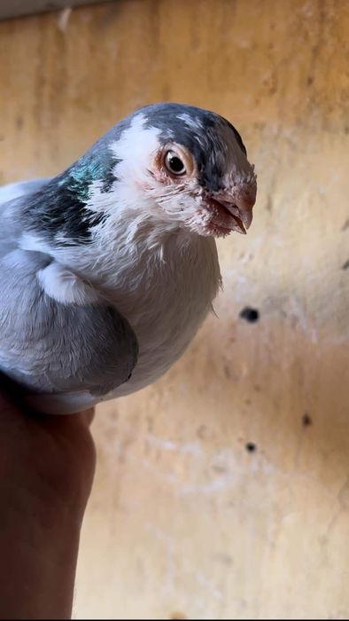 Vând diferite rase de porumbei