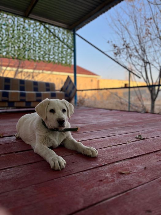 Лабрадор чистокровная девочка