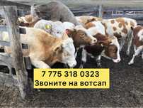 Бычки телятг тущмдуь