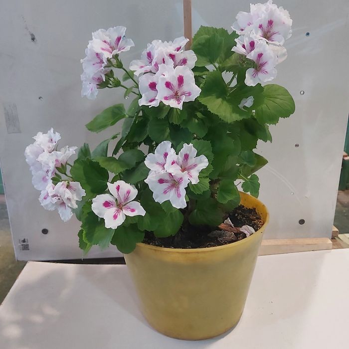 Продам королевскую герань