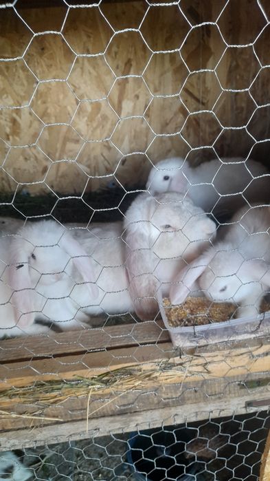 Iepuri berbec german și uriaș