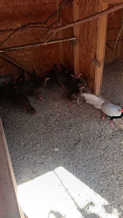 Fazani argintii de vanzare