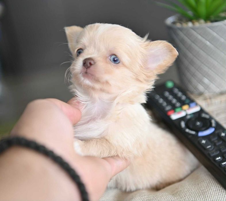 Мъжко дългокосместо мини чихуахуа изабел