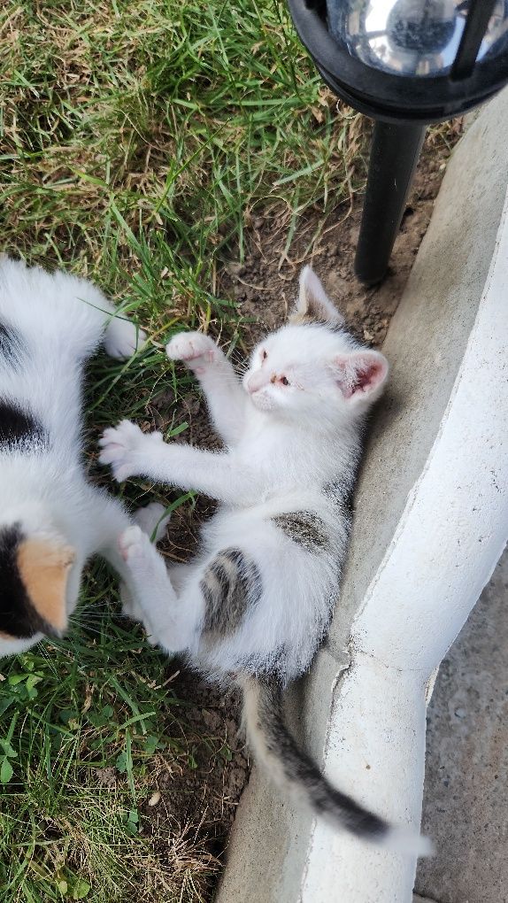 donez pui de pisica
au cam o luna jumate (6 pisoiași)