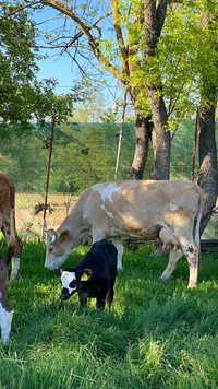 Vând Vaca baltata românească cu vitel