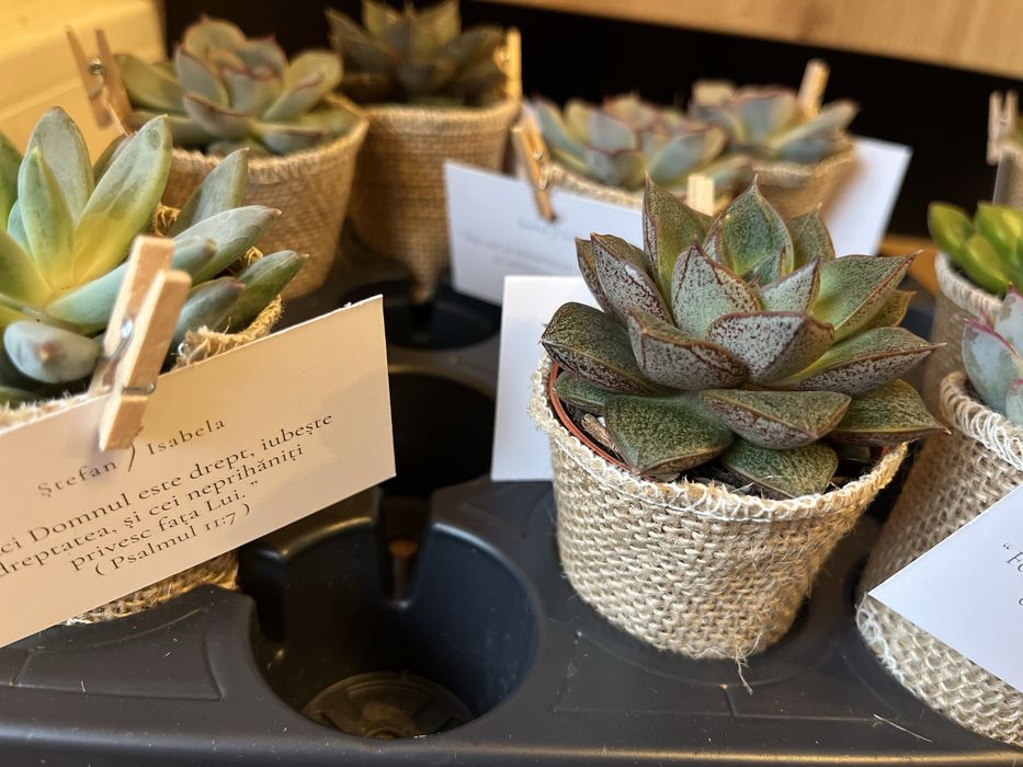 Mărturii Nuntă plante suculente
