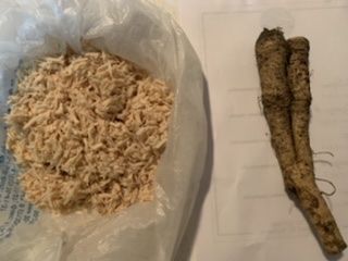 Корень хрена домашний