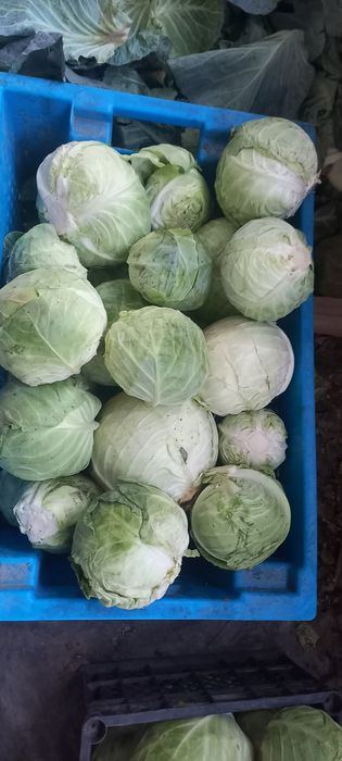 Продам капусту свежая