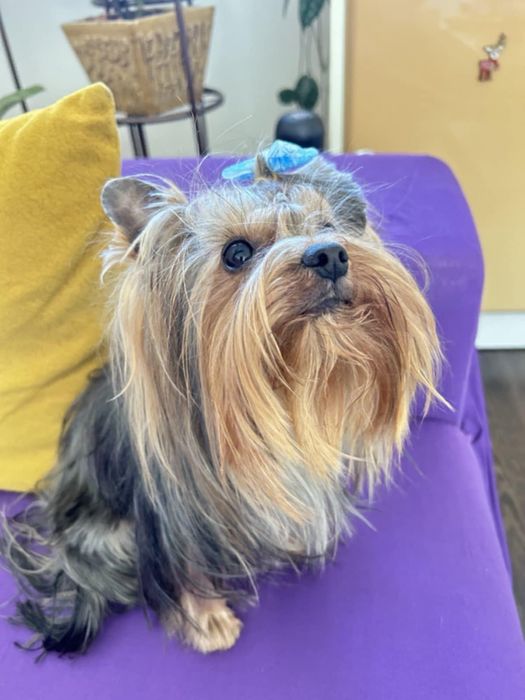 Мини Йоркширски териер