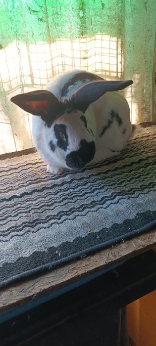 Iepuri de rasa masculi