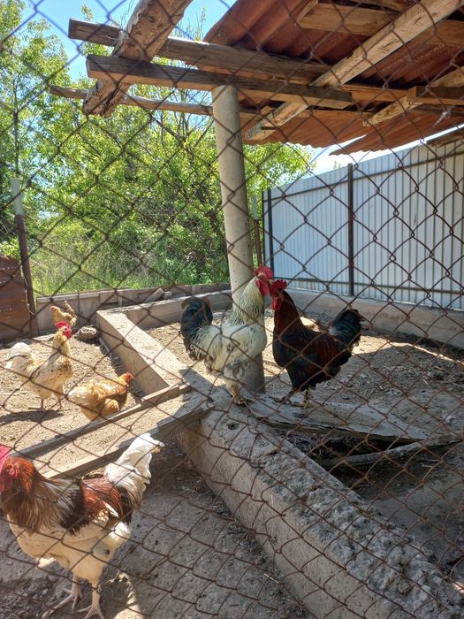 Продам петухов,молодые возраст 10 месяцев домашняя порода.