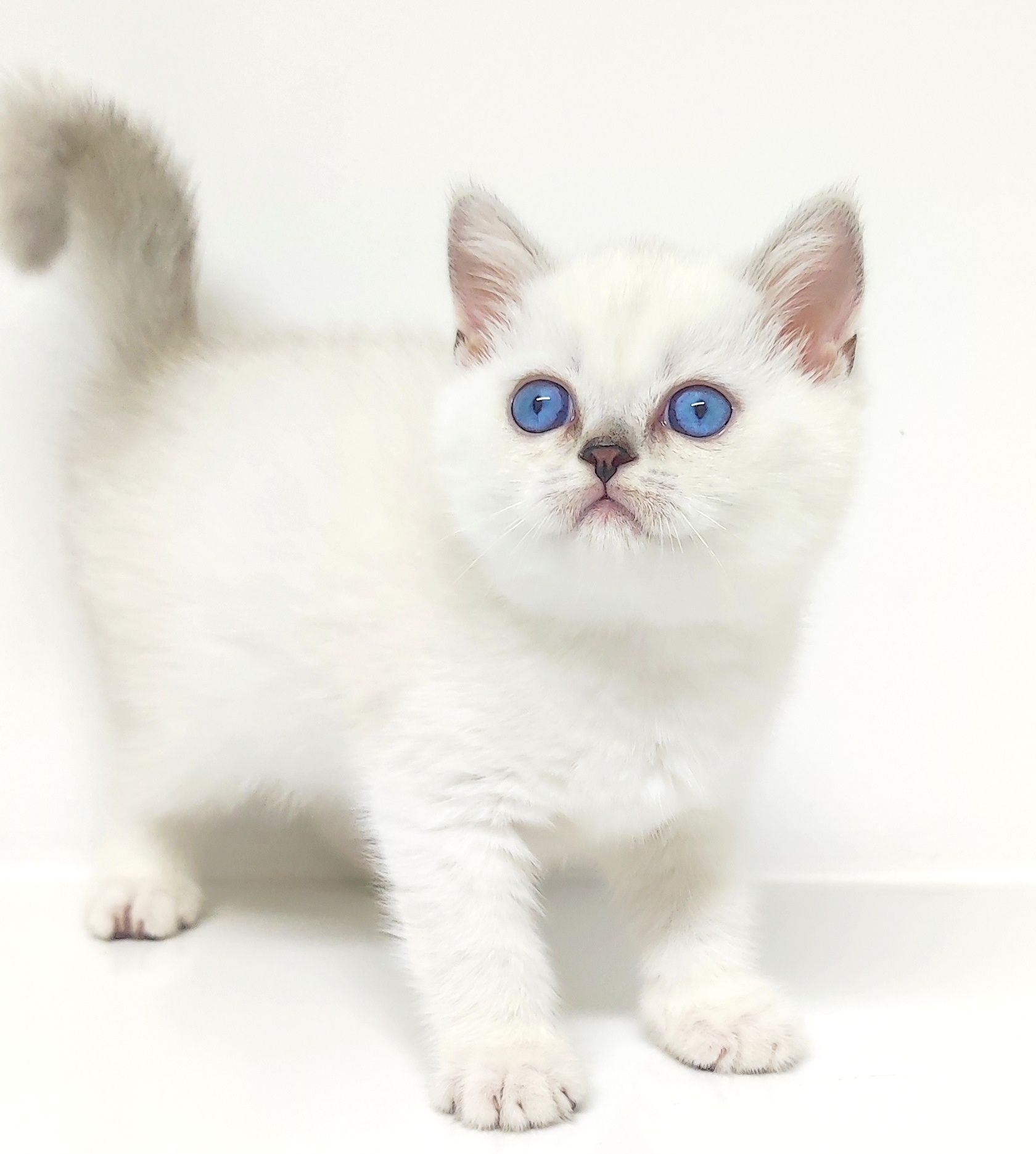 КоТик и коШечкА брИтаНскИе голУбоглАзые