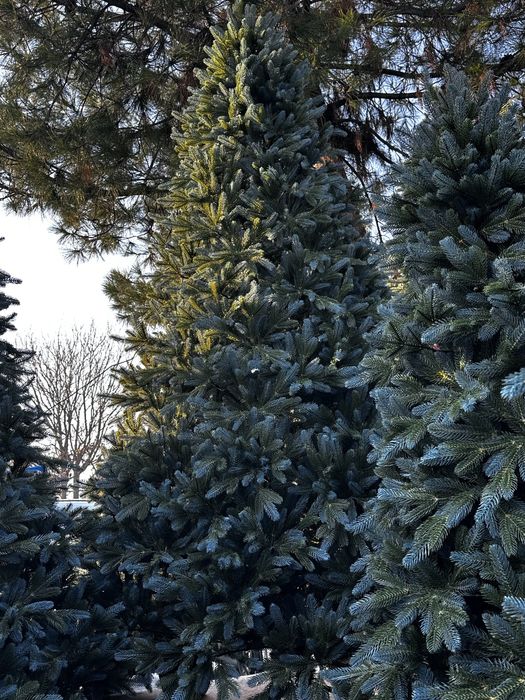 Ёлки ветки и гирлянди