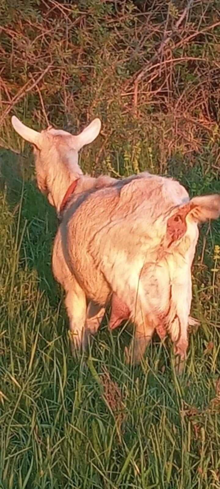 Capra de 3 ani  buna de lapte  fatata cu 2 iezi ied si iada langa ea.