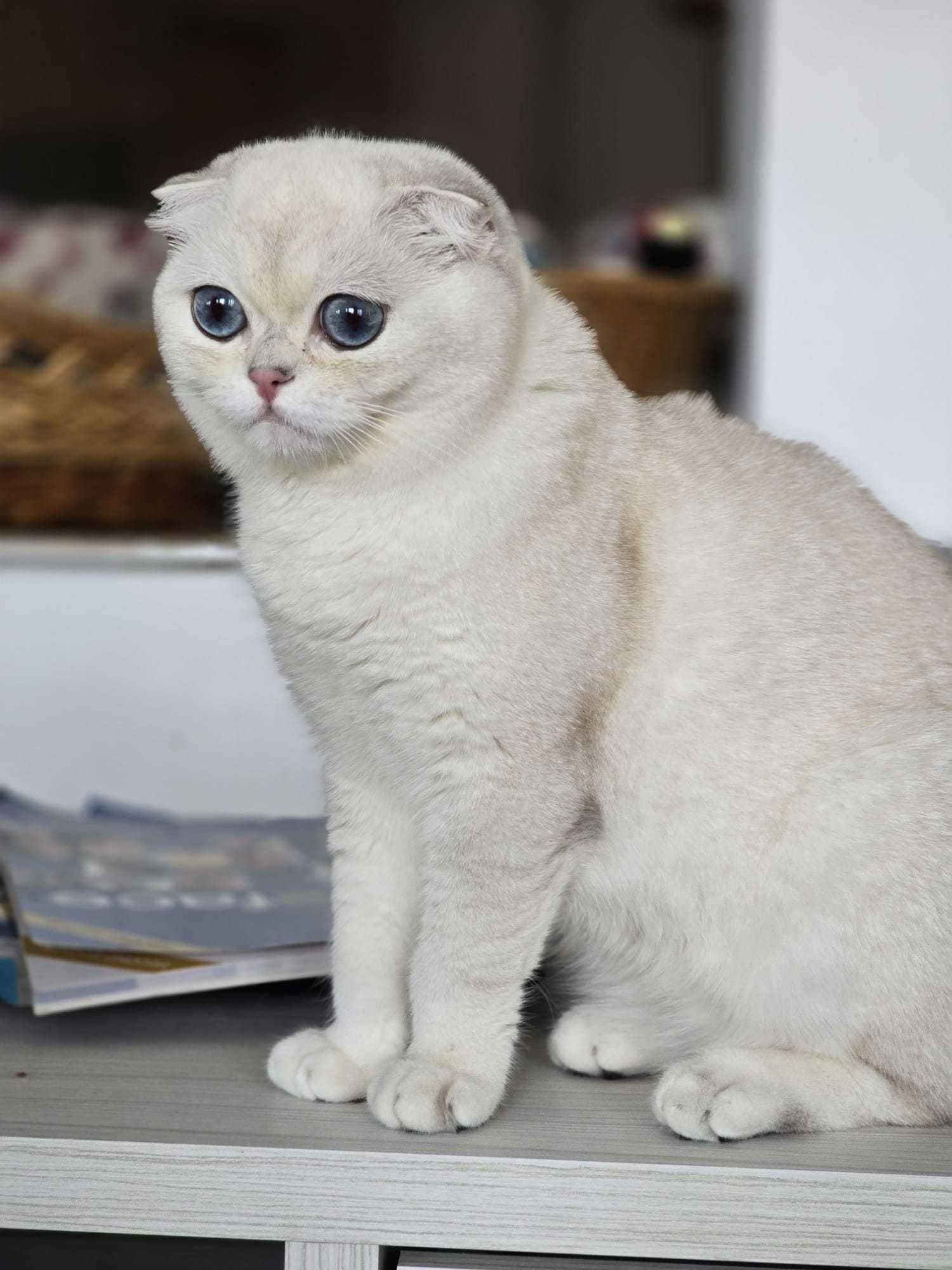 Pisica scottish fold cu pedigree