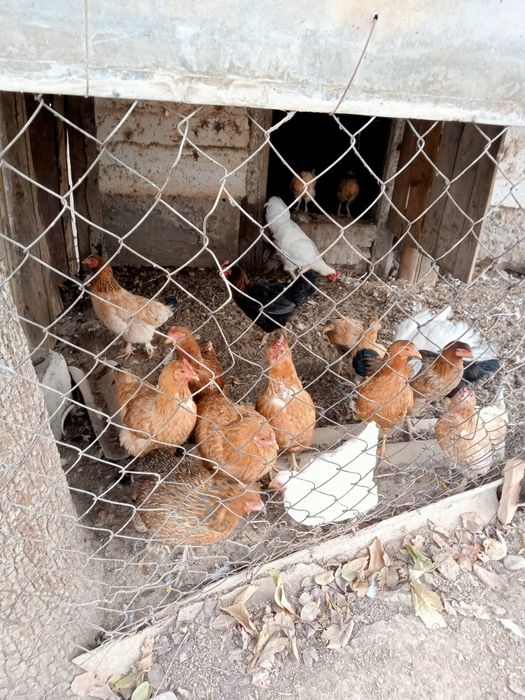 Продам домашнее куры