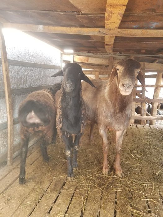 2ta barra 1ta shishak quchqor zotga zur sariq