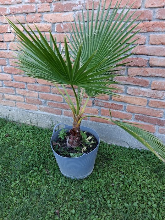 Palmier Washingtonia
