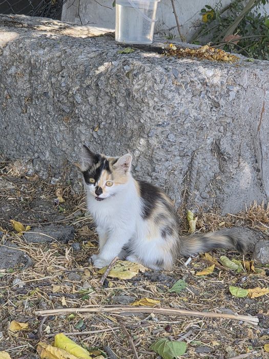 Котята бесплатно