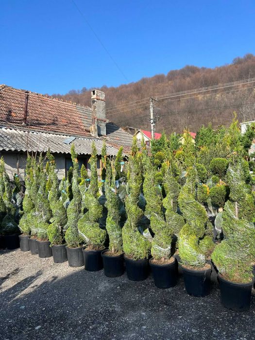 Plante ornamentale elegante alese pentru pasionații de frumos