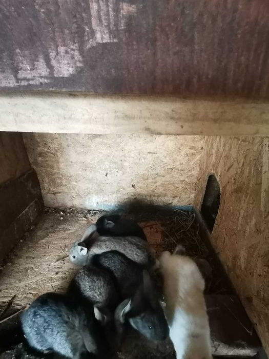 Vand iepuri urias german