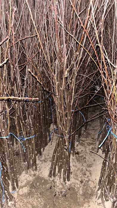 Pomi Fructiferi Certificați