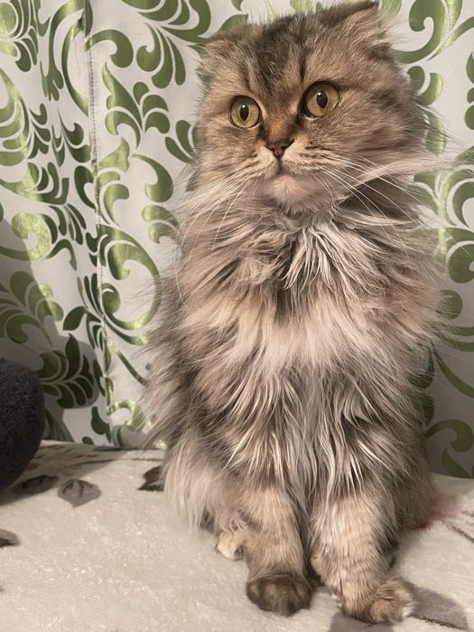 Отадм кошку в хорошие руки