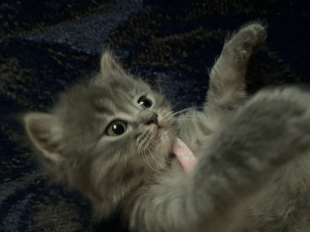 Mushuk sotiladi scottish fold