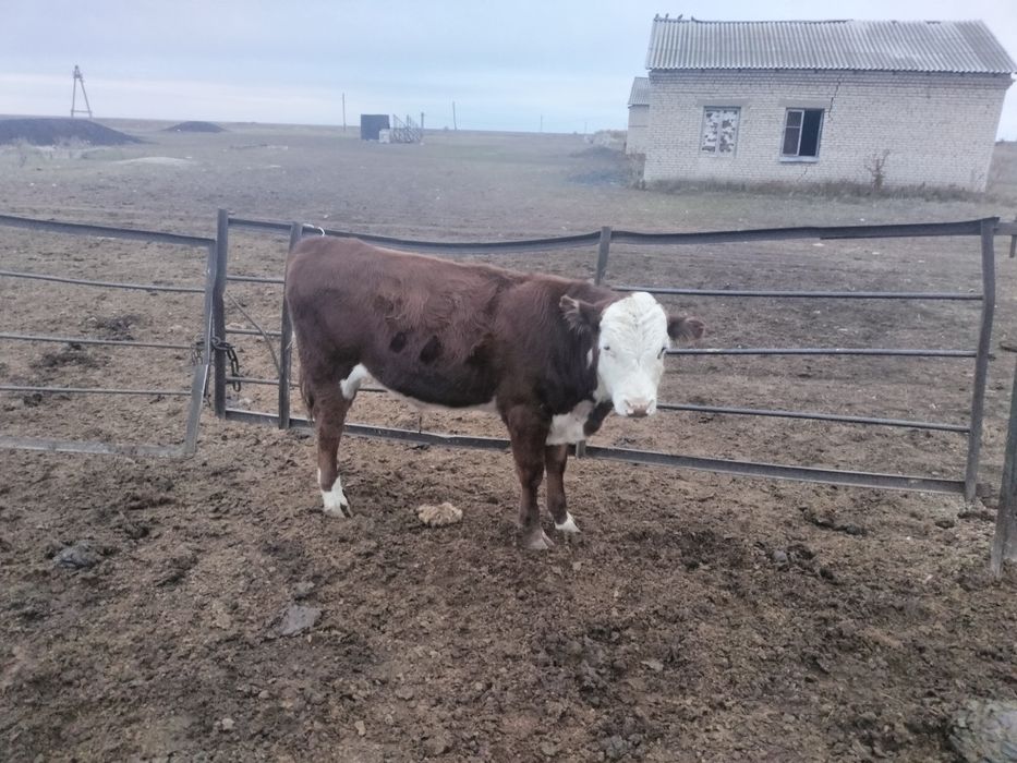 Продам корову с бычком подсос