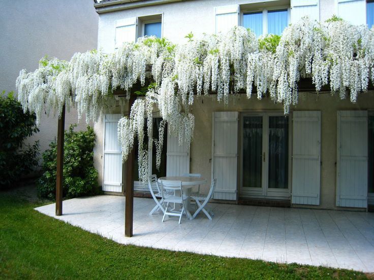 Wisteria -Magia florilor in gradina ta!