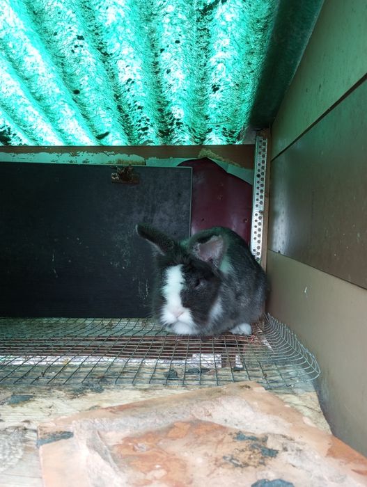 Iepuri porumbei de vânzare