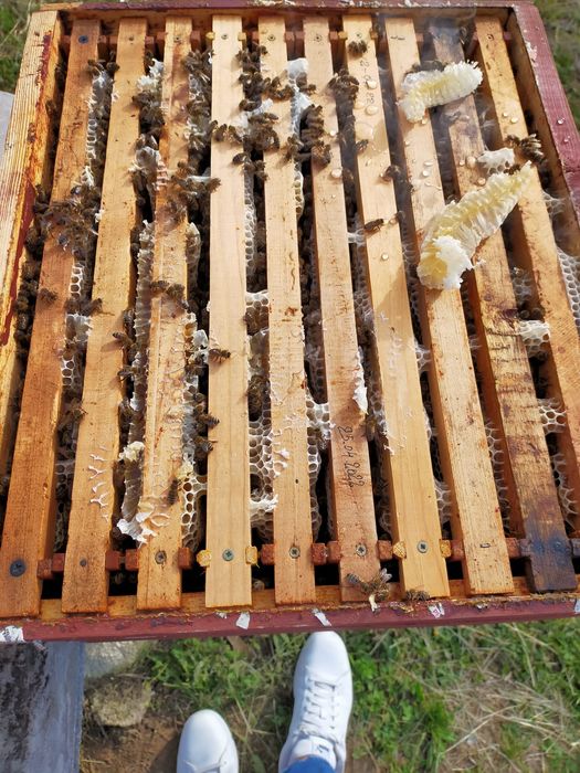 Miere de vanzare 500 kg Mană