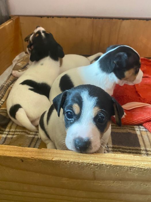 Продават се Джак Ръсели