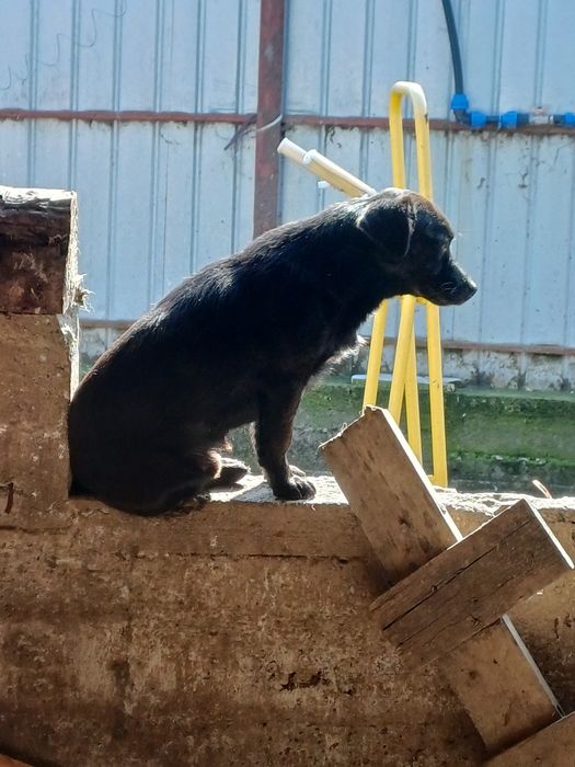 Donez cățelușe pitice